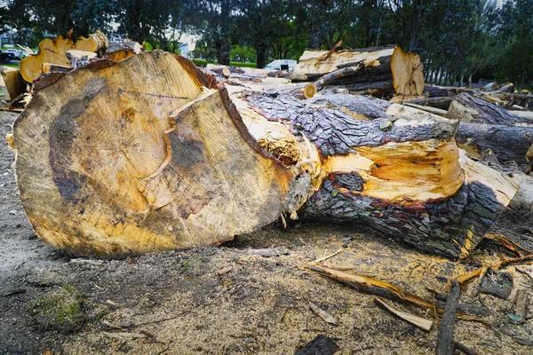 Affordable tree removal services near me With Fast Response