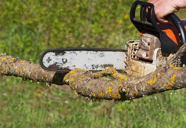 Reliable Tree Removal Tallahassee for Storm Damage and Cleanup