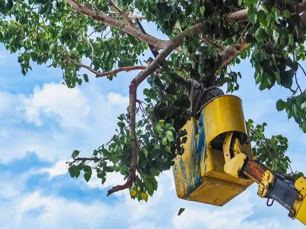 Affordable Services Offered by Sindt Tree Service of Auburn