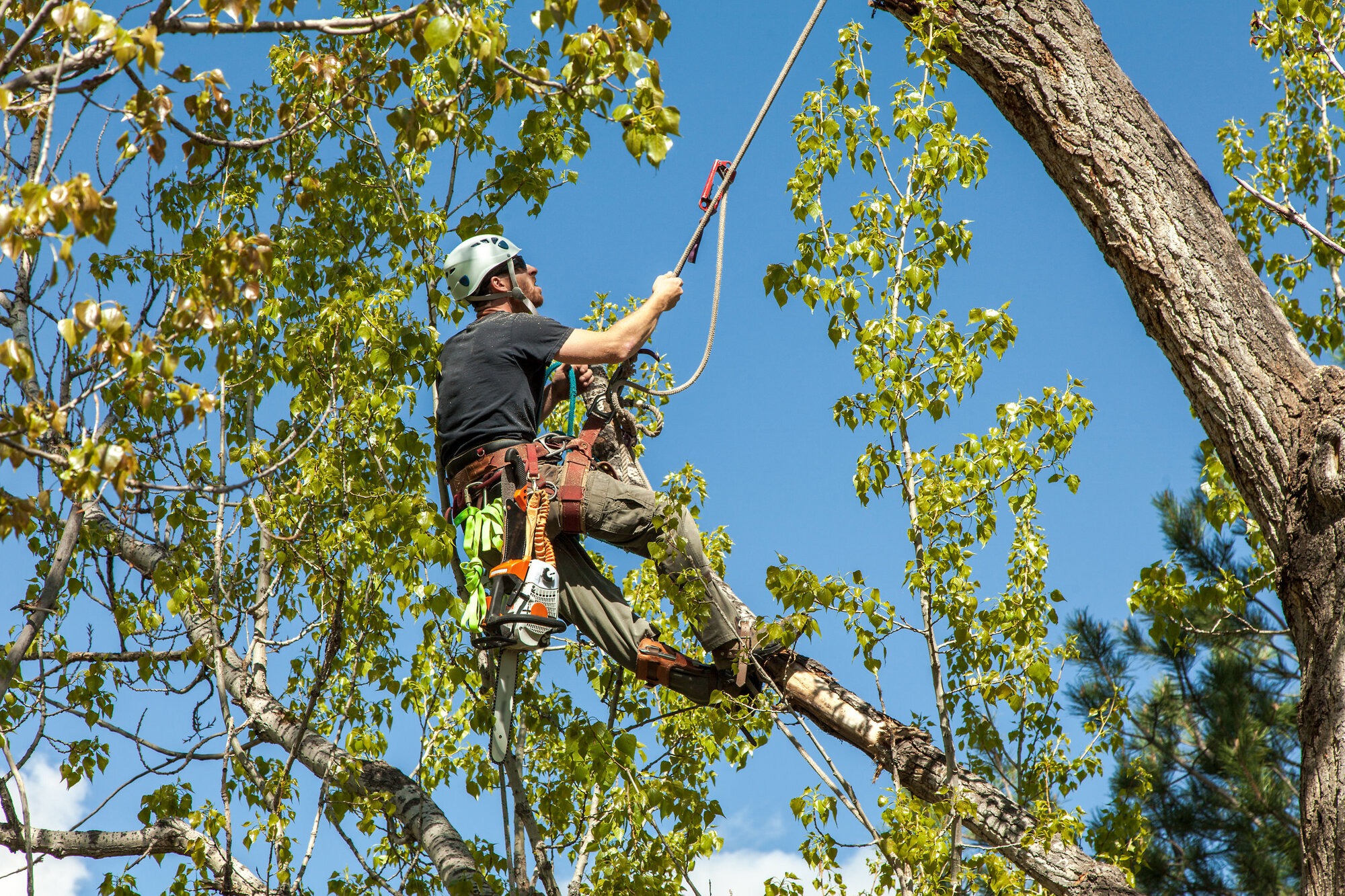 Keep Your Garden Safe with tree surgeon Heald Green Services