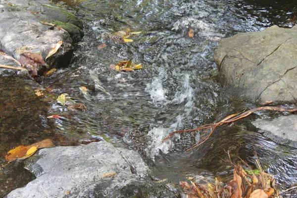Best Solutions for Water Leaks Severna Park Residential Properties