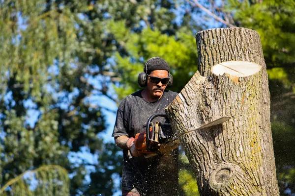The Tree Guys Services in Jackson MI Professional Tree Care You Can Trust